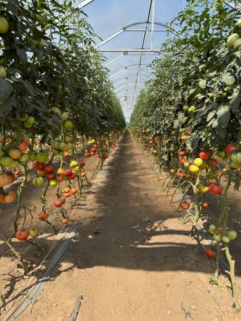 изображение_viber_2025-08-01_16-33-05-595